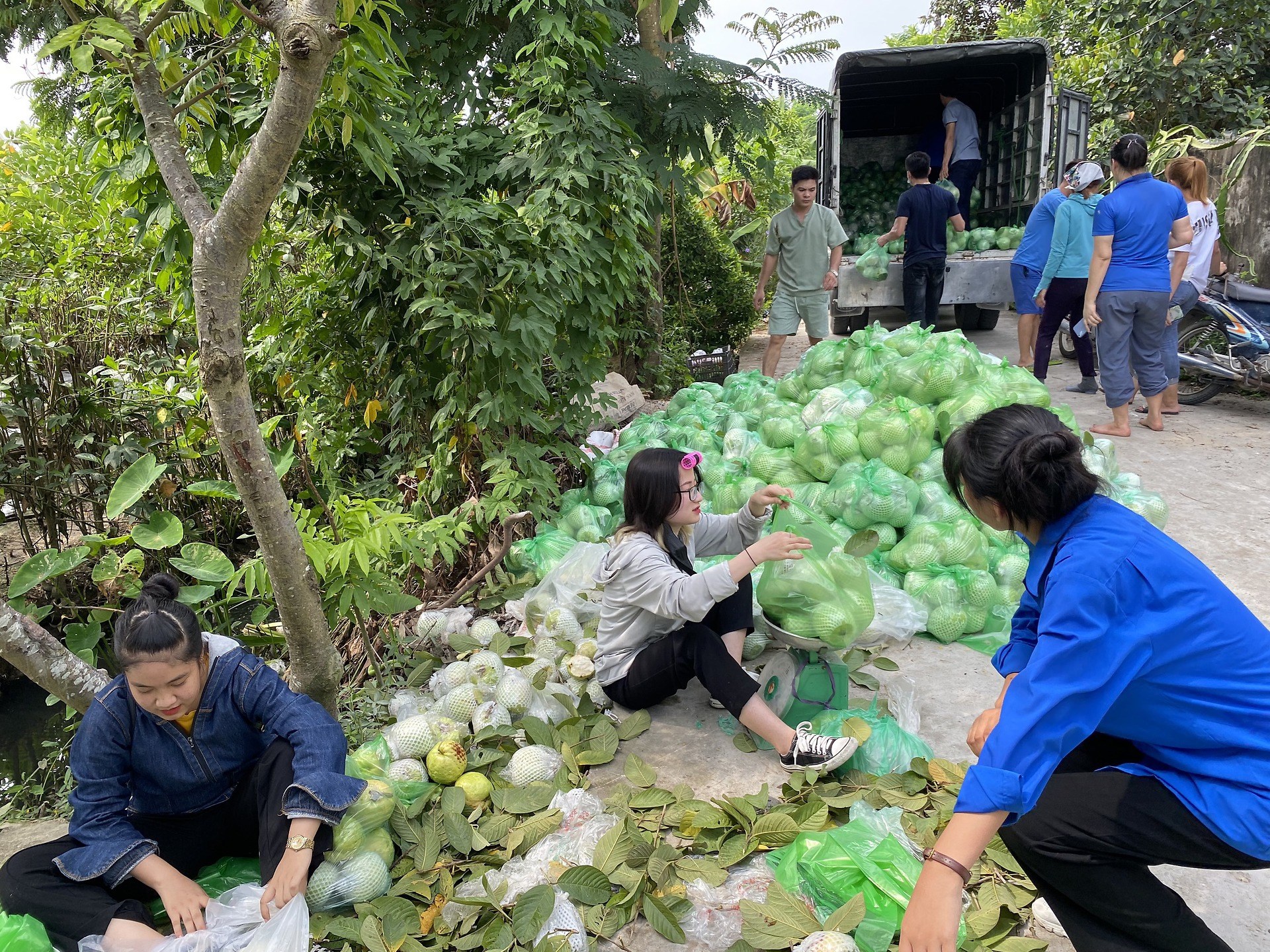 Huyện đoàn An Dương đồng hành cùng nông dân vượt qua khó khăn trong mùa dịch bênh Covid 19