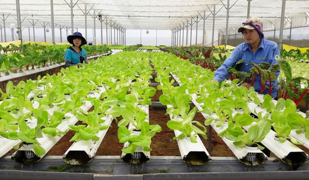 Quận đoàn Đồ Sơn: Tuyên truyền pháp luật trên không gian mạng - Luật Hợp tác xã