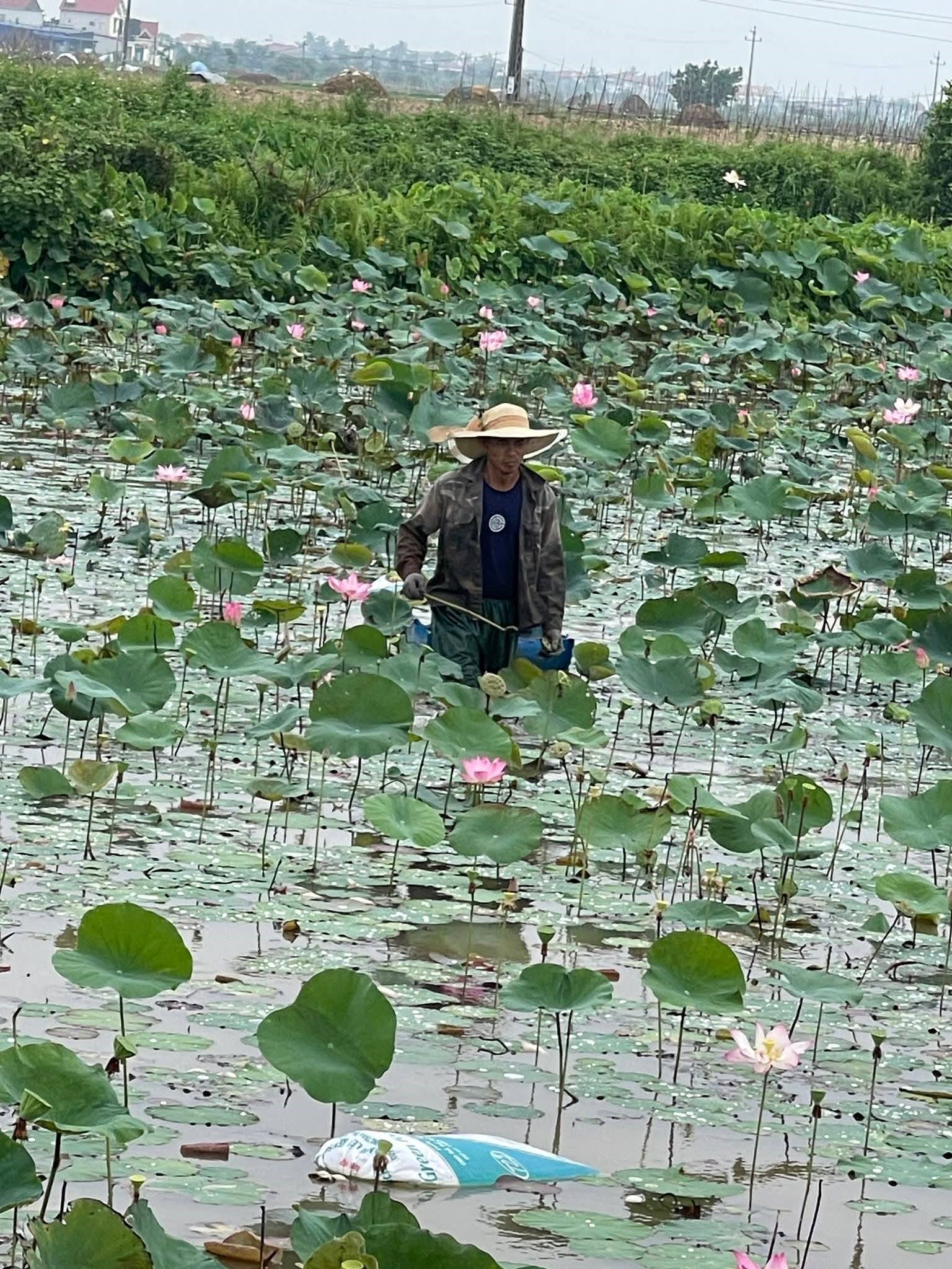 Kim Thành: Gương thanh niên tiêu biểu: Anh Phan Văn Cấp khởi nghiệp thành công từ mô hình trồng sen đa giá trị