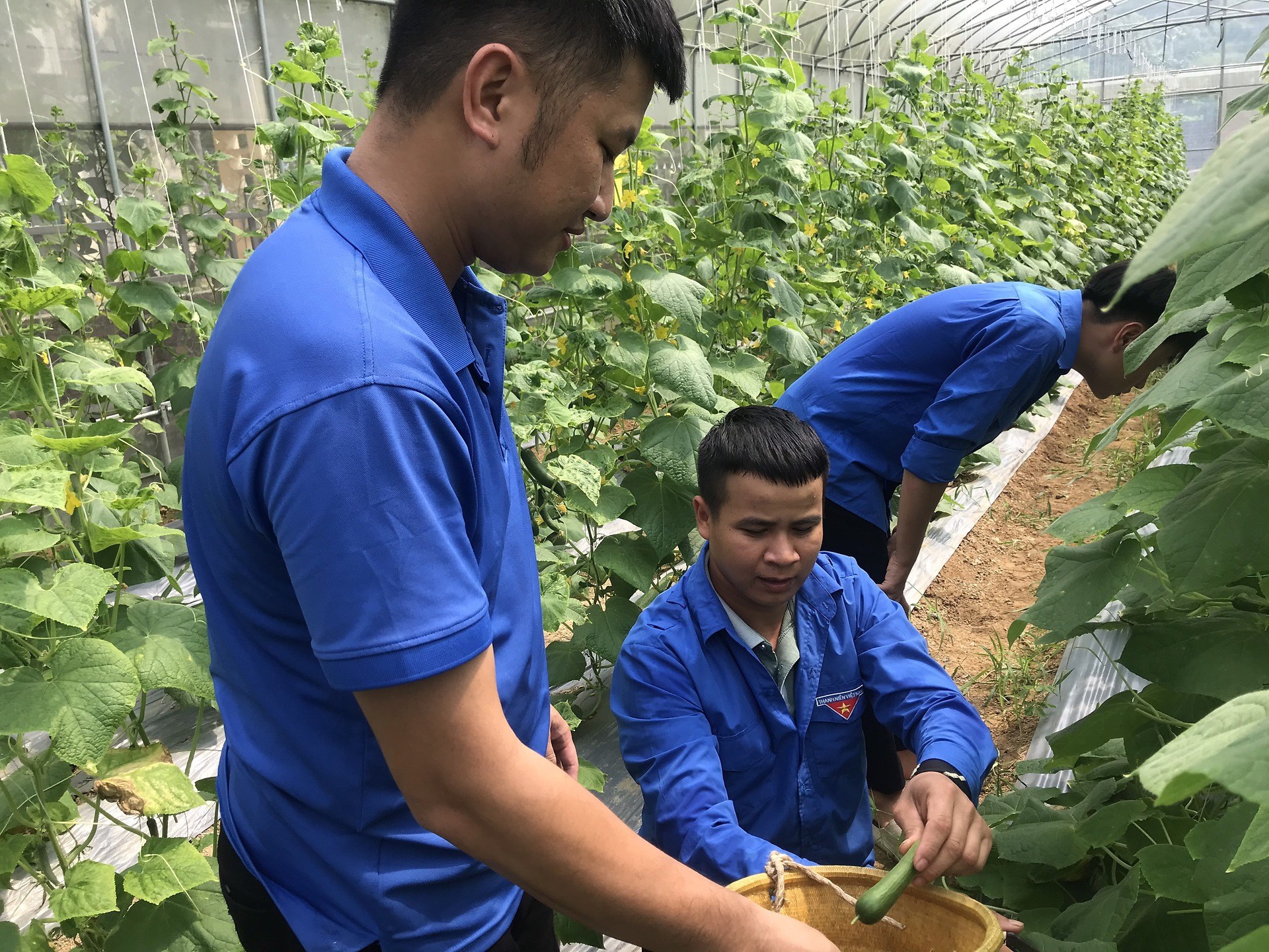 CÂU LẠC BỘ "CÁT BÀ ECO FARM" VỚI MỤC TIÊU HÌNH THÀNH SẢN PHẨM OCOP CỦA THANH NIÊN HUYỆN ĐOÀN
