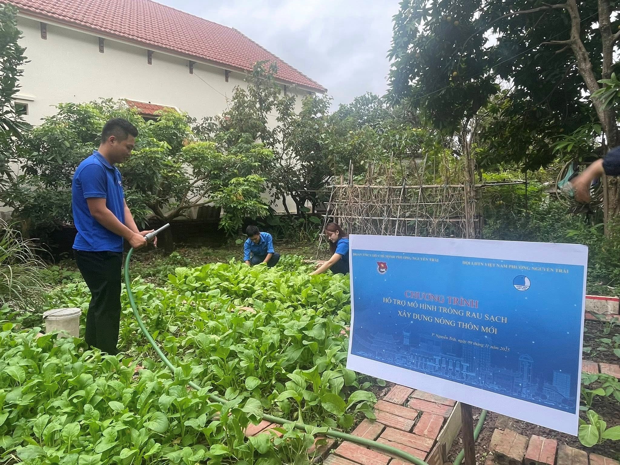 Đoàn Thanh Niên Phường Nguyễn Trãi - Hội Liên hiệp Thanh Niên Phường Nguyễn Trãi triển khai phát triển mô hình trồng rau sạch