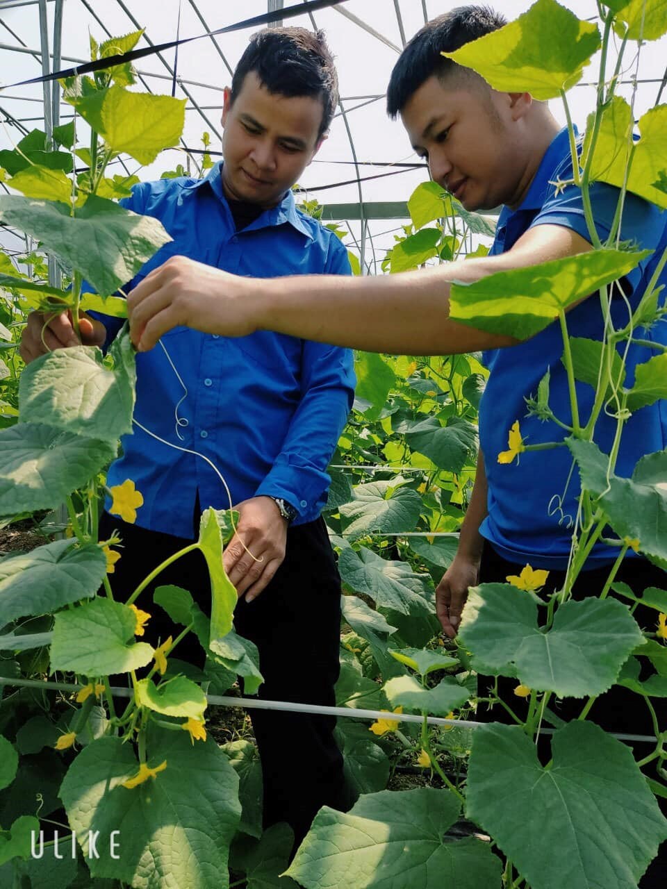 [TÁC PHẨM DỰ THI CUỘC THI “TUYỀN TRUYỀN CÁC MÔ HÌNH “DÂN VẬN KHÉO” THAM GIA XÂY DỰNG NÔNG THÔN MỚI, ĐÔ THỊ VĂN MINH VÀ CHUYỂN ĐỔI SỐ” 2023] - BƯỚC CHUYỂN MÌNH TRONG XÂY DỰNG NÔNG THÔN MỚI TẠI HUYỆN CÁT HẢI